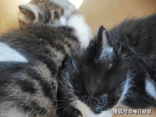 消防员小猫咪活怎么写