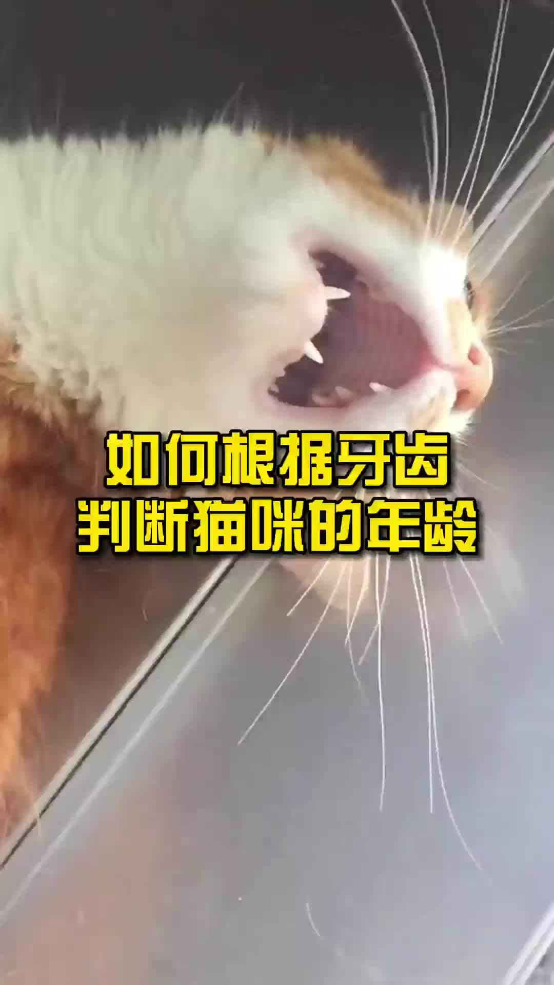 如何根据牙齿判断猫咪的年龄