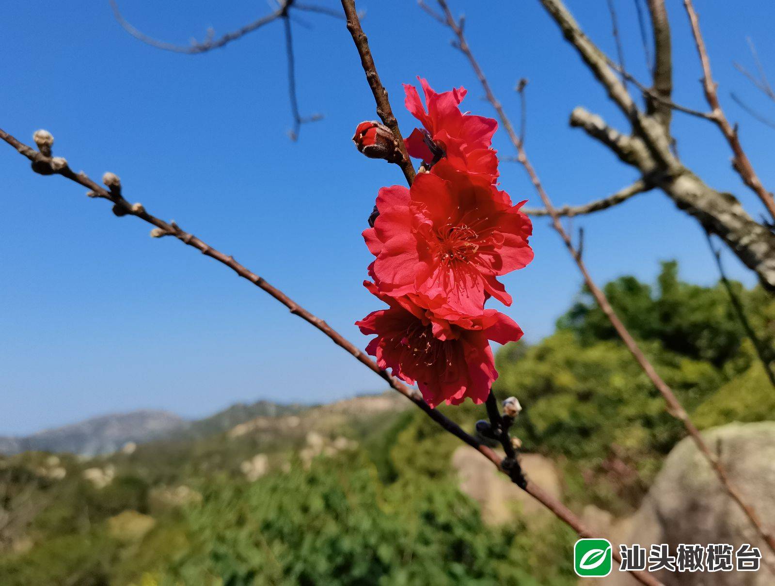 达濠巨峰寺桃花图片