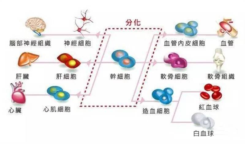 人体请问：脸上可以注射干细胞吗？干细胞的作用和功效是什么？不黑不吹~