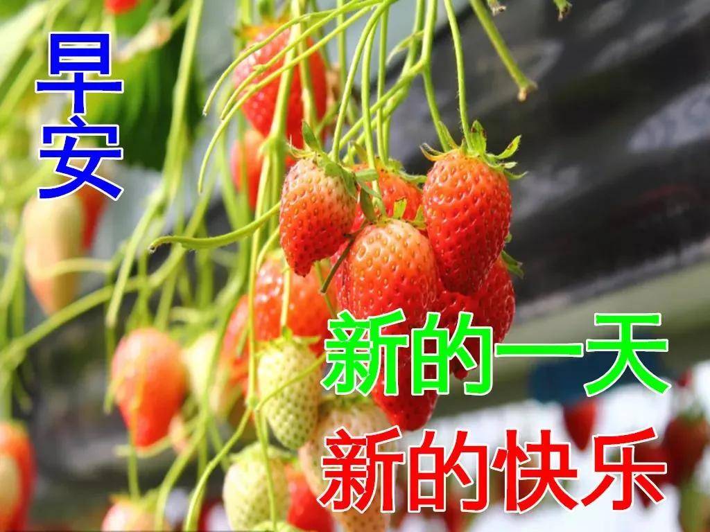 原创8张最新最美早上好问候动画表情鲜花图片春日早安问候祝福语图片