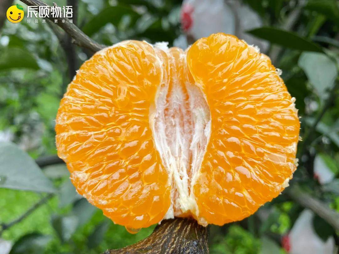 辰颐物语春见耙耙柑清甜无渣一口遇见春天