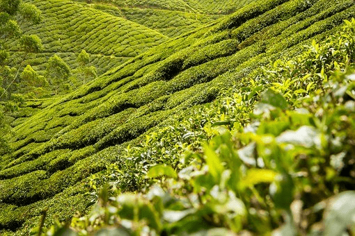 仙芝竹尖:什麼是峨眉山茶?_茶葉_地區_文化