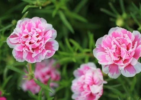 几月份种香菜最合适 c056f5d2a45e4cee84ffabdfa6d4da30.jpeg