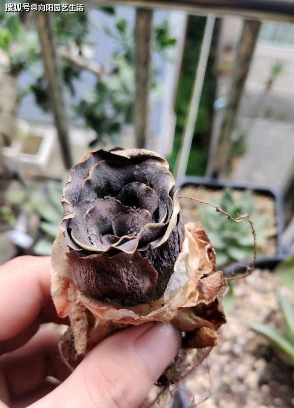 多肉烂根了,这4个原因造成的,新手养多肉,一定要避开大坑_植物_根系
