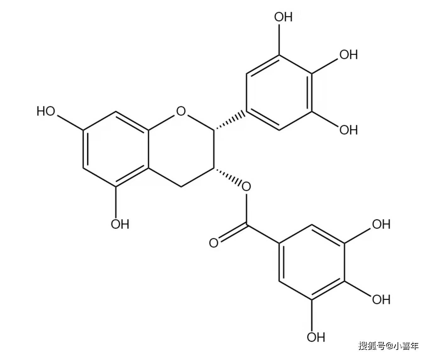 小喜年-硬核科普:全方位解析多酚类物质,带你了解更真实的茶多酚