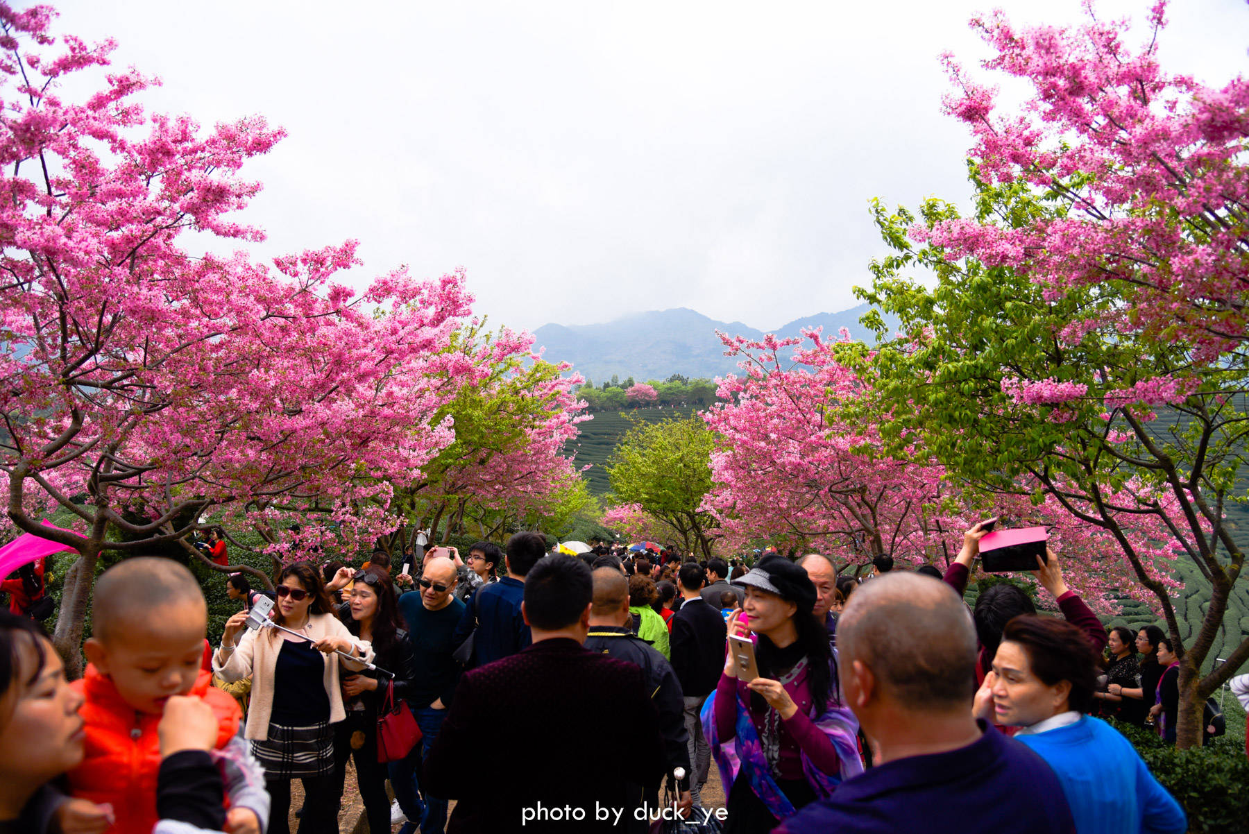 樱花绽放福建漳平小村里登上中国国家地理三大特点冠绝全国