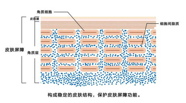 植物新手入坑护肤油怎么选？肌肤的加“油”哲学今天搞懂！