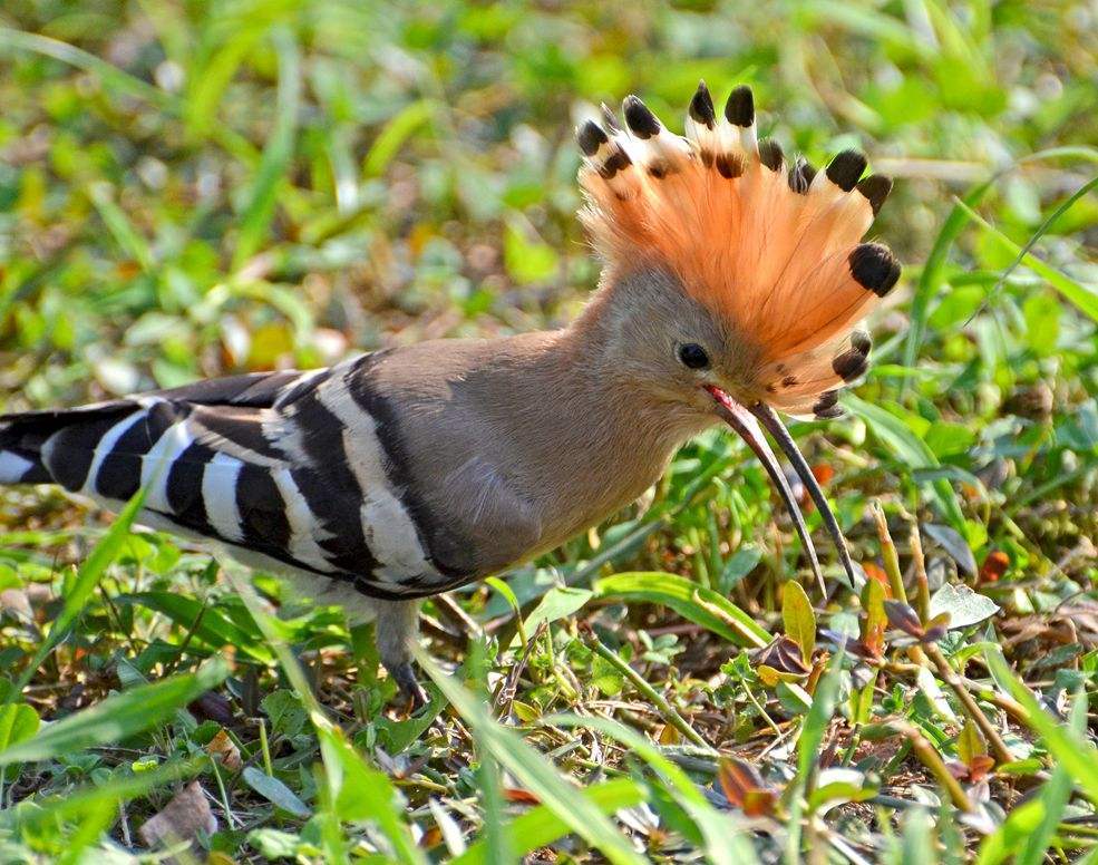 原创湖北恩施发现一种怪鸟头上戴羽冠尖嘴细长相传此为阳雀马