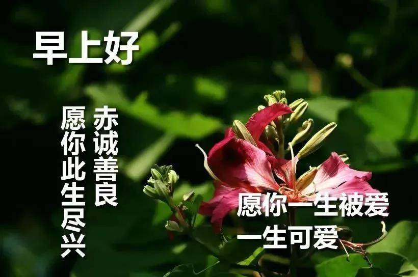 原創7張最新漂亮早上好圖片鮮花帶字帶祝福語免打字的朋友圈問候祝福