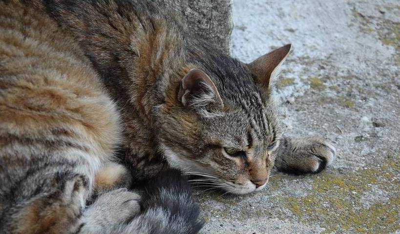 什么狸花猫带我去见它的女朋友，铲屎官：这娘家人我可养不起啊