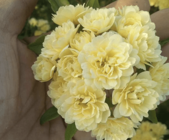 庭院再小 也要养1棵 木香花 1年长成一片 开花多 邻居夸美 植物 很漂亮 种植