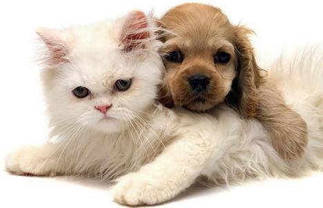 考取c级宠物美容师资格证需要学习哪些内容 基础 证书 进行