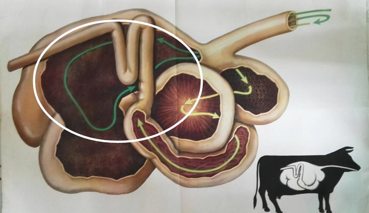 牛胃消化三维示意图图片