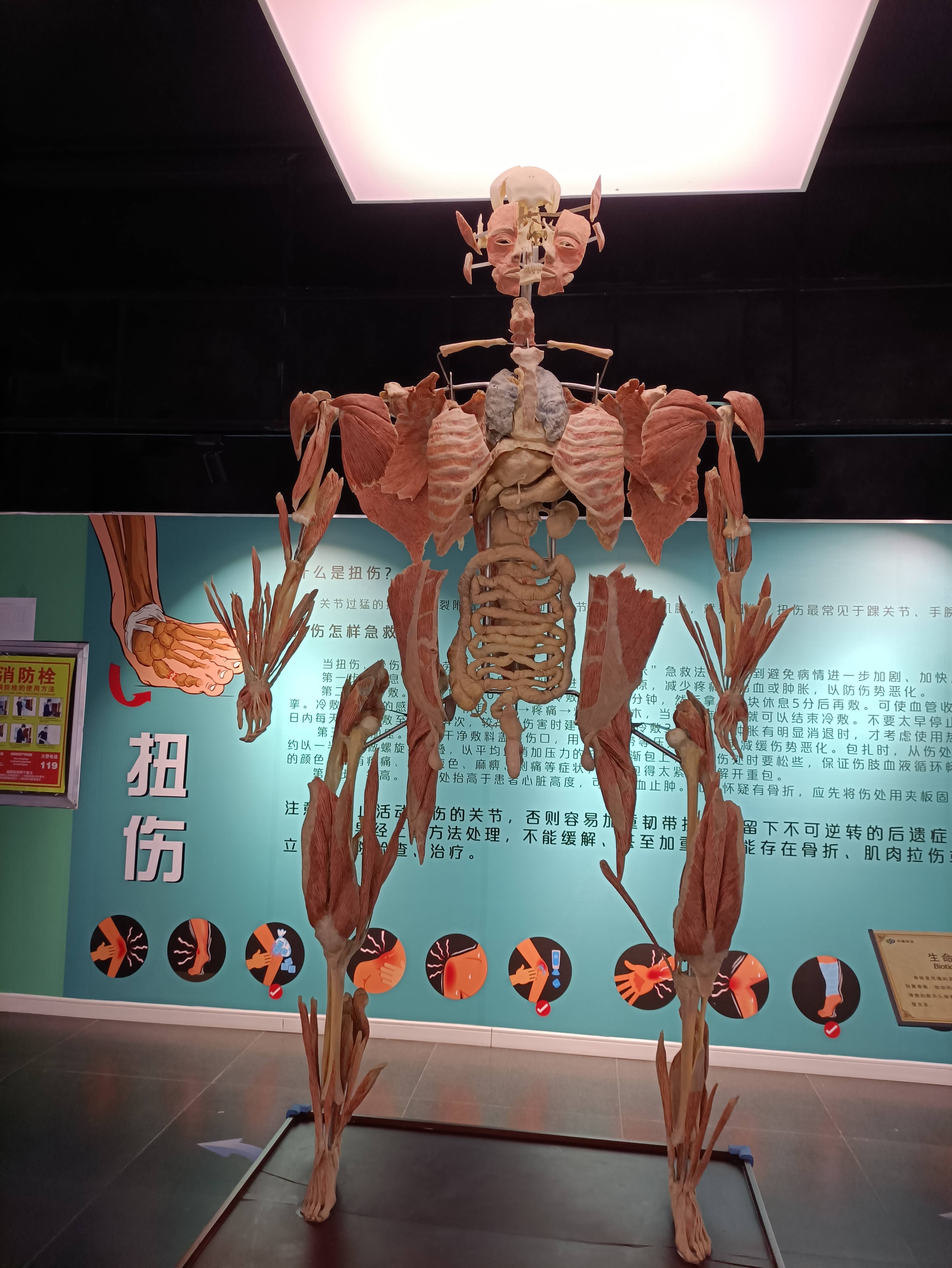 带你领略不一样的新事物,真实的人体标本,展示人体的奇特之处!