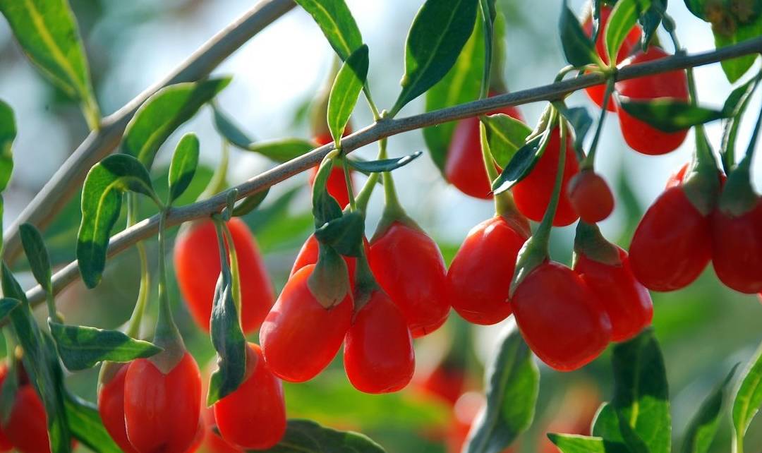 原创
黄芪和它“天作之合”,坚持泡水喝,补气养颜,紧致皮肤显年轻