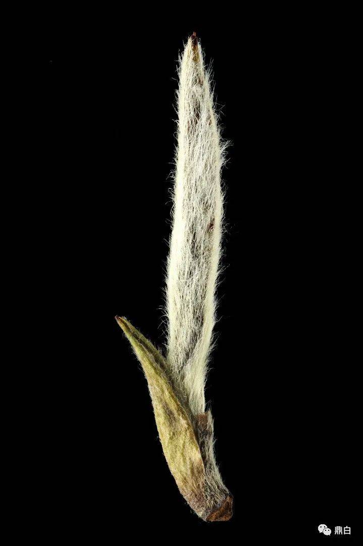 银针|老树新芽,再续风华|老树银针预售即将开始