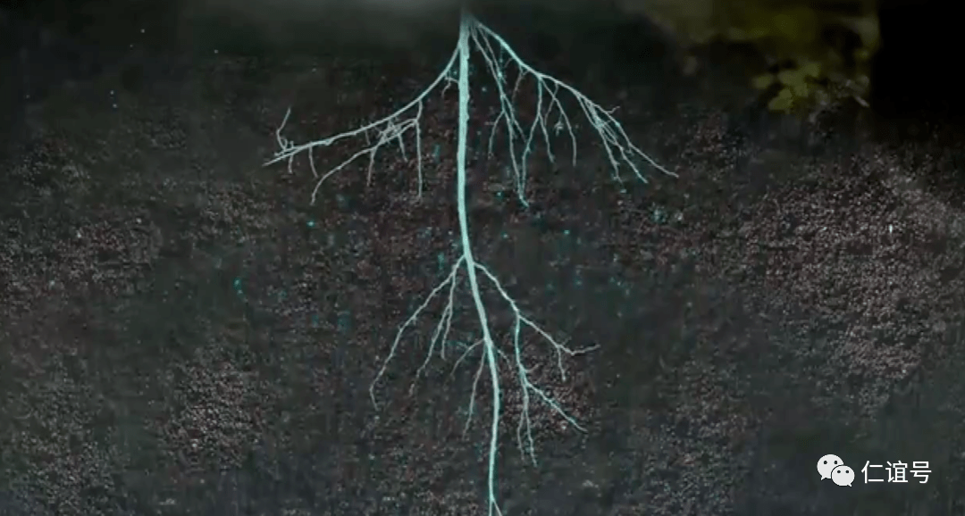 福鼎|云南古树白茶VS福建白茶