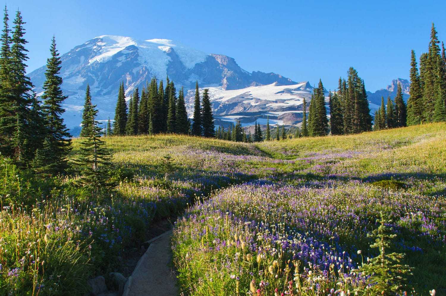 原创雷尼尔山国家公园
