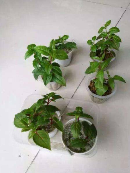 别再花钱买倒挂金钟,给邻居讨个枝条插土里,15天长新芽开花美_植株