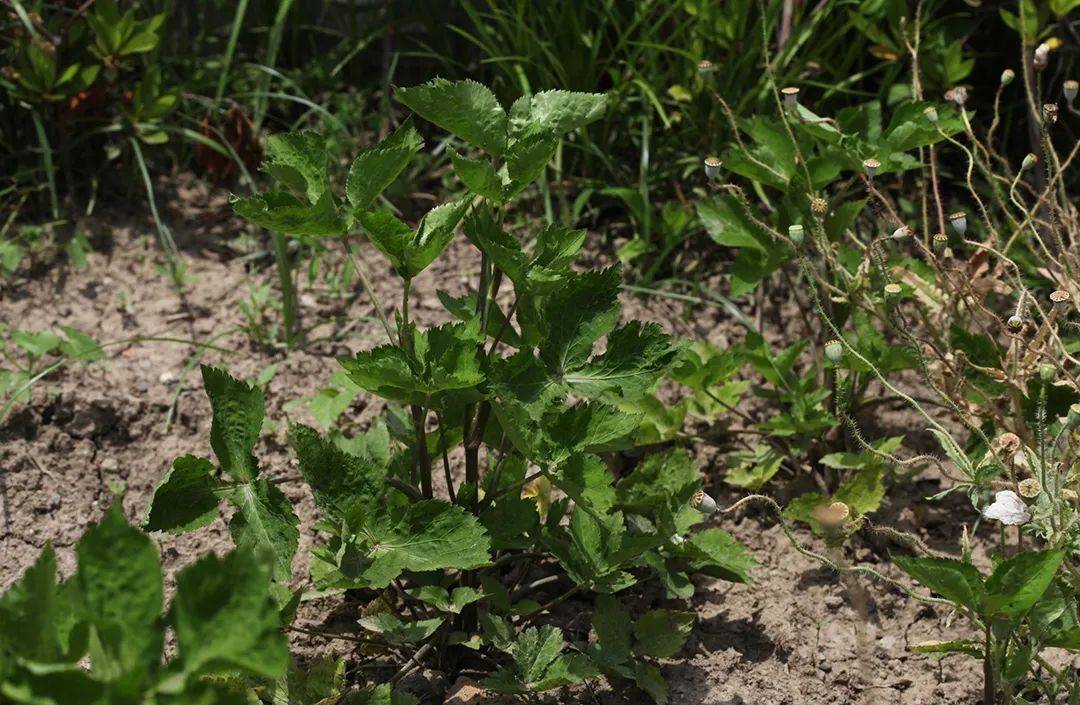这野菜水沟边一大片 兼具芹菜和香菜的清香 3月可摘 鲜嫩美味 脚板 香味 农村