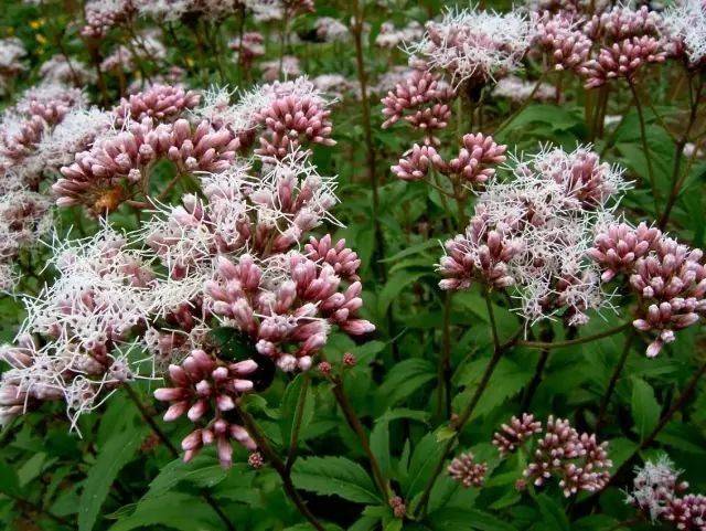 枕里装的是佩兰的叶子,佩兰是菊科植物中的兰草,其茎叶含有香豆酸,香