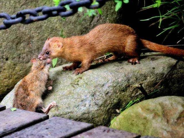 黄鼠狼最喜欢吃什么,它的天敌是谁?_老鼠_能力_海鸥