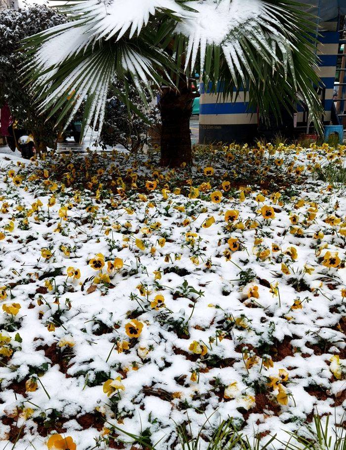 日子|昆明下雪了！春城的雪景真美丽！