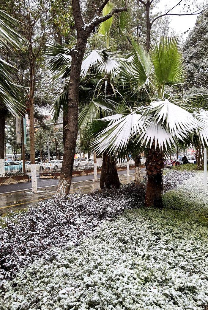 昆明下雪了春城的雪景真美丽