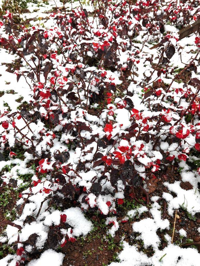 日子|昆明下雪了！春城的雪景真美丽！