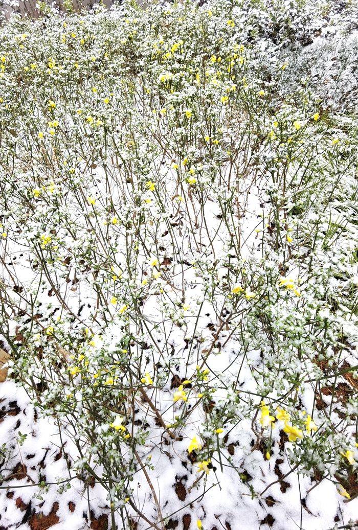 日子|昆明下雪了！春城的雪景真美丽！