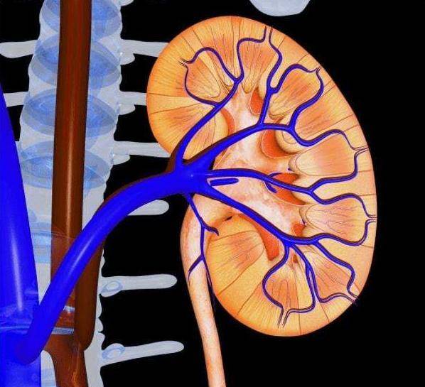肾脏|“肌酐高”是肾衰竭的早期信号，2个方法自然降肌酐，远离尿毒症