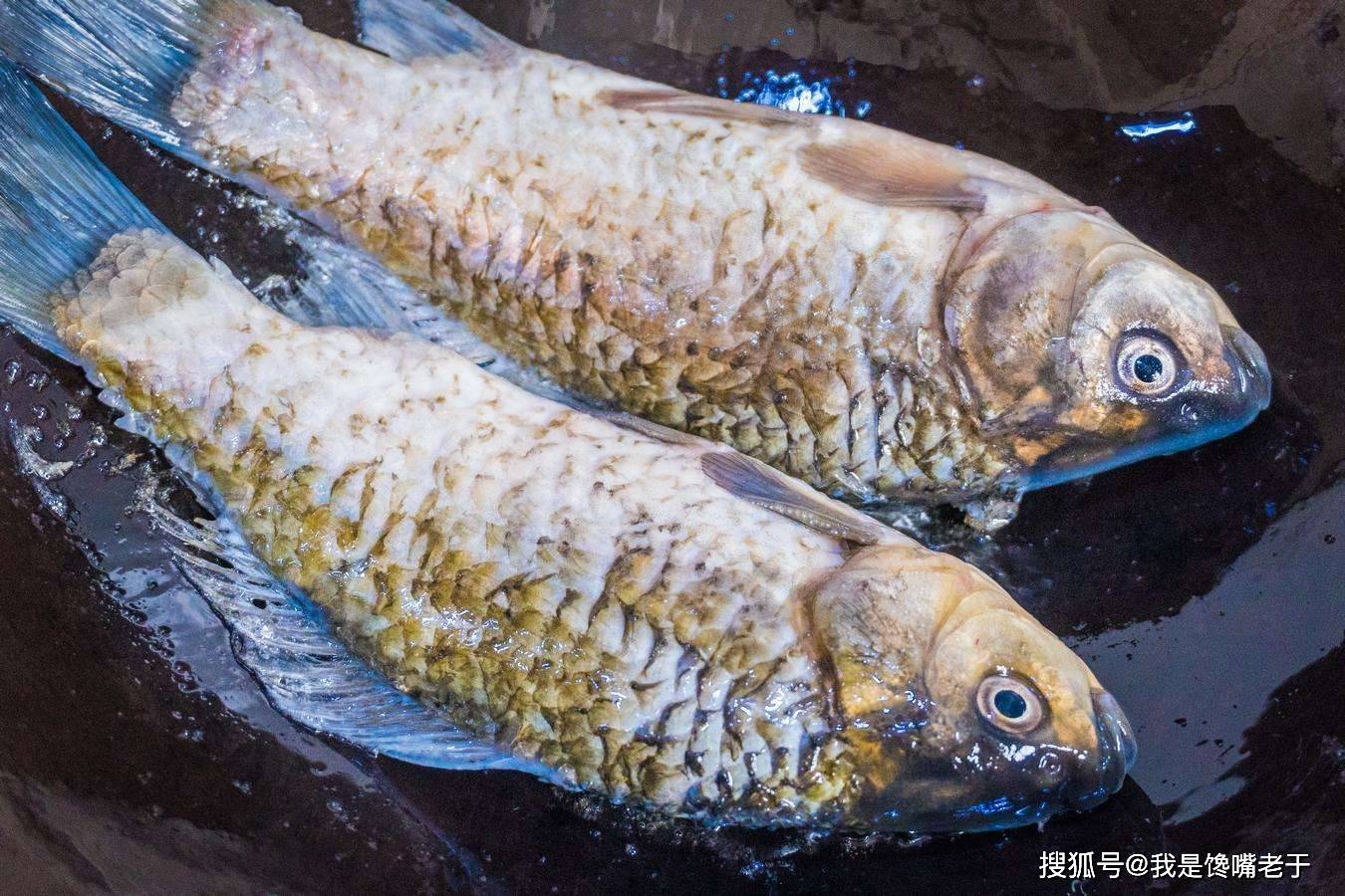 “它”常被冒充野生鲫鱼卖,价格高肉质差,很多人不知道,还在买
何谓工程鲫?有哪些特点?挑选野生鲫的方法