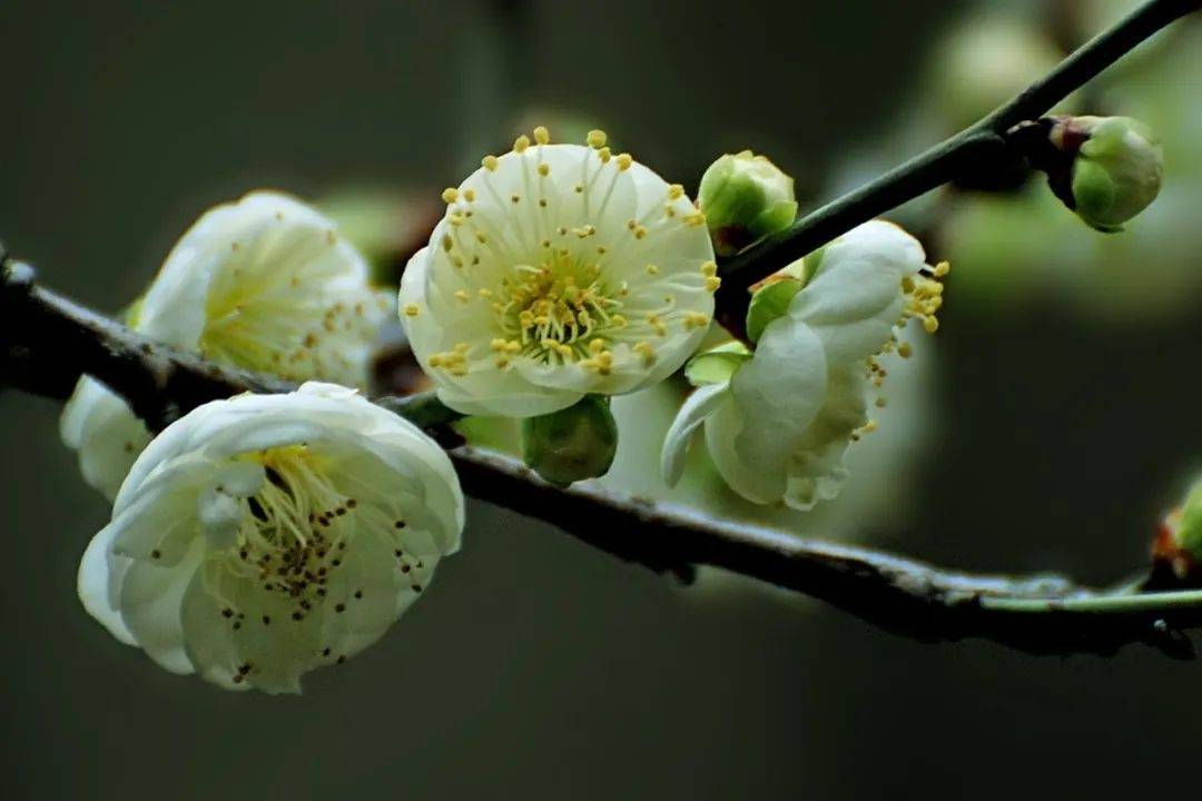 快看杨浦公园的绿梅开了