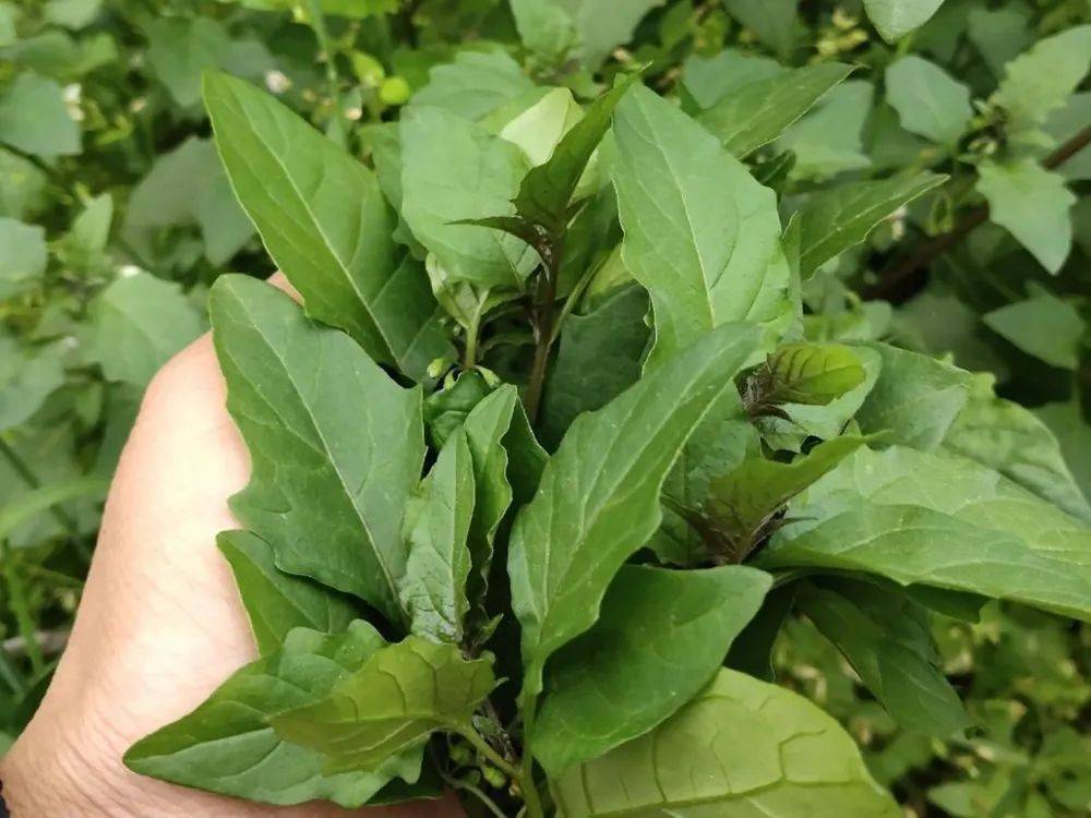 这种苦凉性的野菜,酷似辣椒叶,苦中回甘,清凉下火,春季吃正好_苦凉菜
