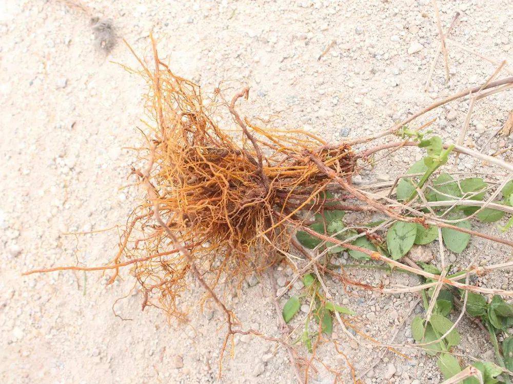 原创农村这野草一身刺但别小看它根煲汤可厉害了活血化瘀又养肝