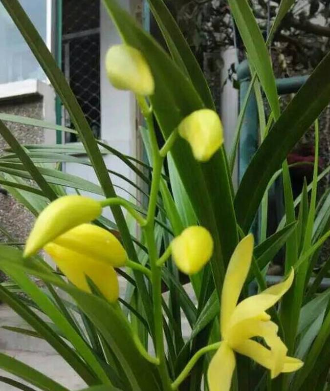 回南天来了 兰根易发霉 加这3个 小动作 植株仍然 有救 根系 兰花 修剪 回南天来了 兰根易发霉 加这3个 小动作 植株仍然 有救 根系 兰花 修剪