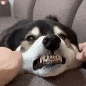 宠物|养狗人最容易患的“7种病”，劝你定期体检