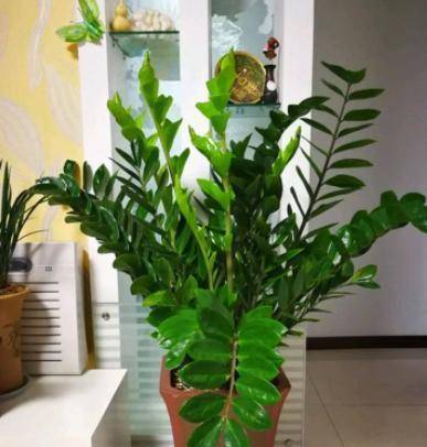 怎么养金钱树长得最快 f6f230ec290c49518ebfe7594d0367c1.jpeg