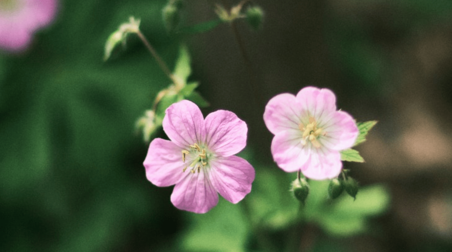 3月 紫气东来 跳出困境 顺利走出低谷 3生肖事业一路走高 前程似锦 星座 中华资讯在线