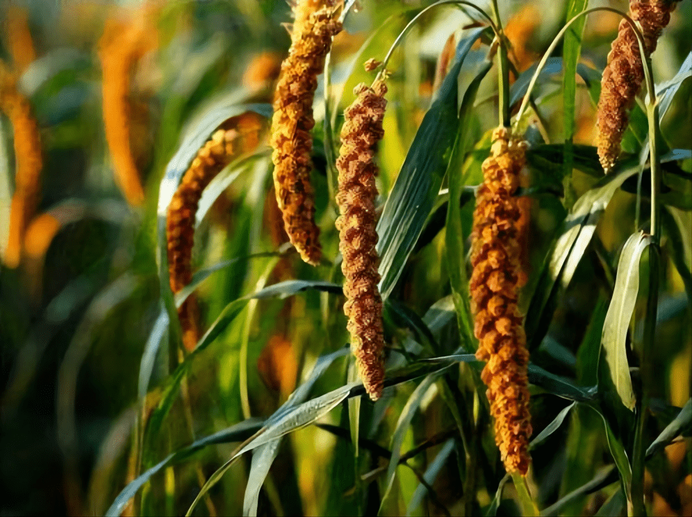 粟是中国古代最早驯化的粮食作物之一.