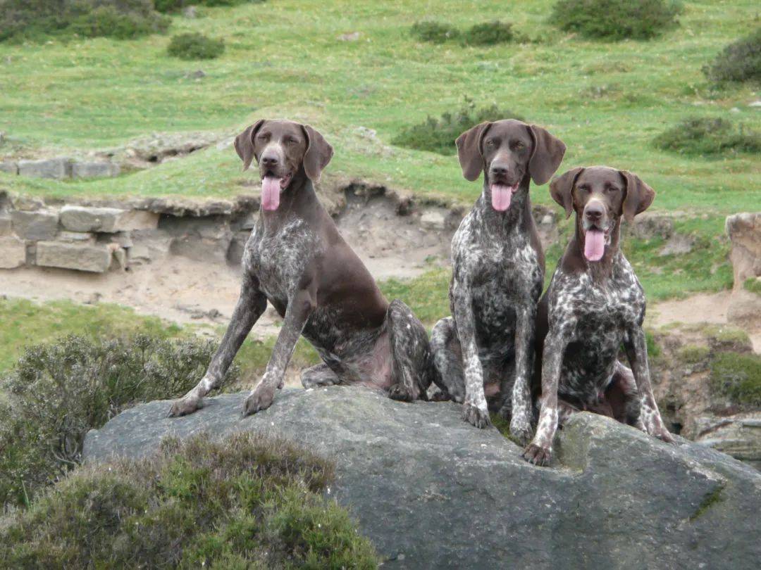 百科德國短毛指示獵犬戶外人必備的全能槍獵犬