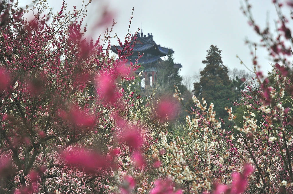 风景区|南京赏梅，这3个地方一定不要错过，你都去过了吗？