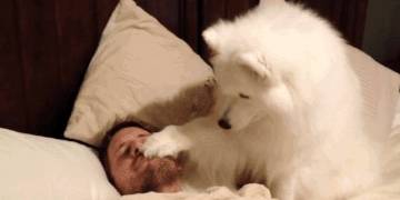 精力|如何俘获狗狗的心，今天把压箱底的几招告诉你