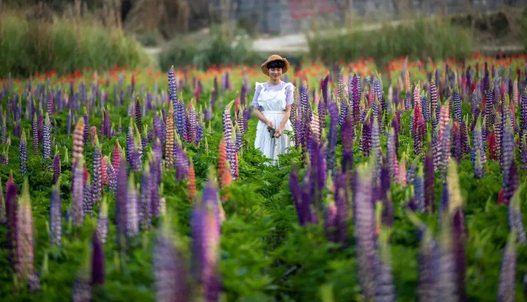 春风|15万亩油菜花海即将怒放！赏春泡汤轻徒步玩转腾冲