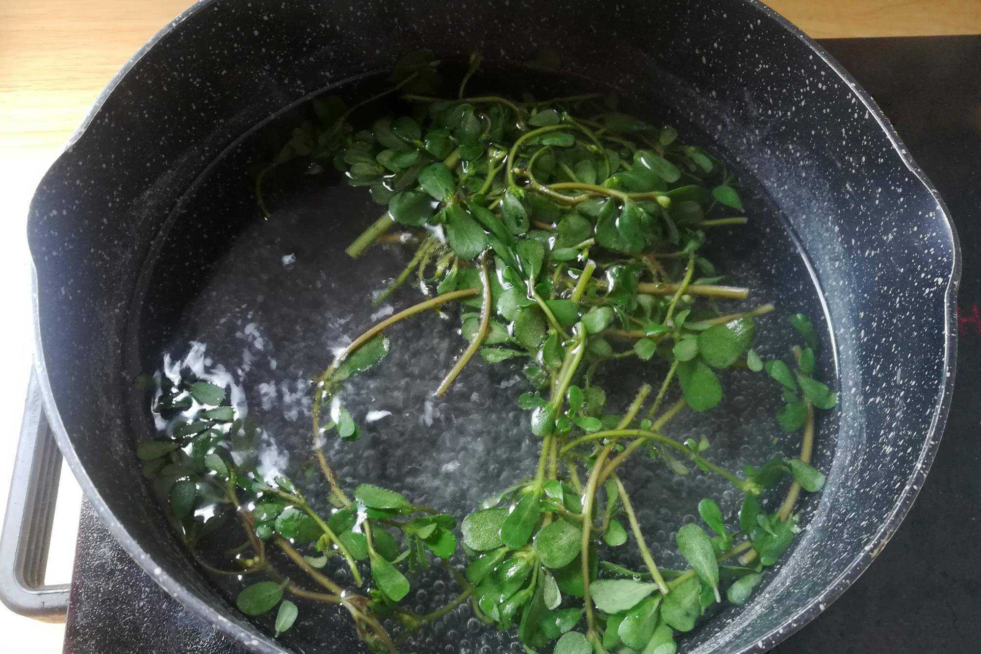 夏天野菜就馋它,比蒲公英鲜嫩,比苦叶菜清甜,只是有点不好找_马齿苋