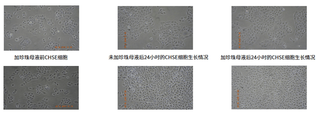 海水珍珠护肤 | 探寻焕亮肌密·「 珍珠母液细胞修复 」