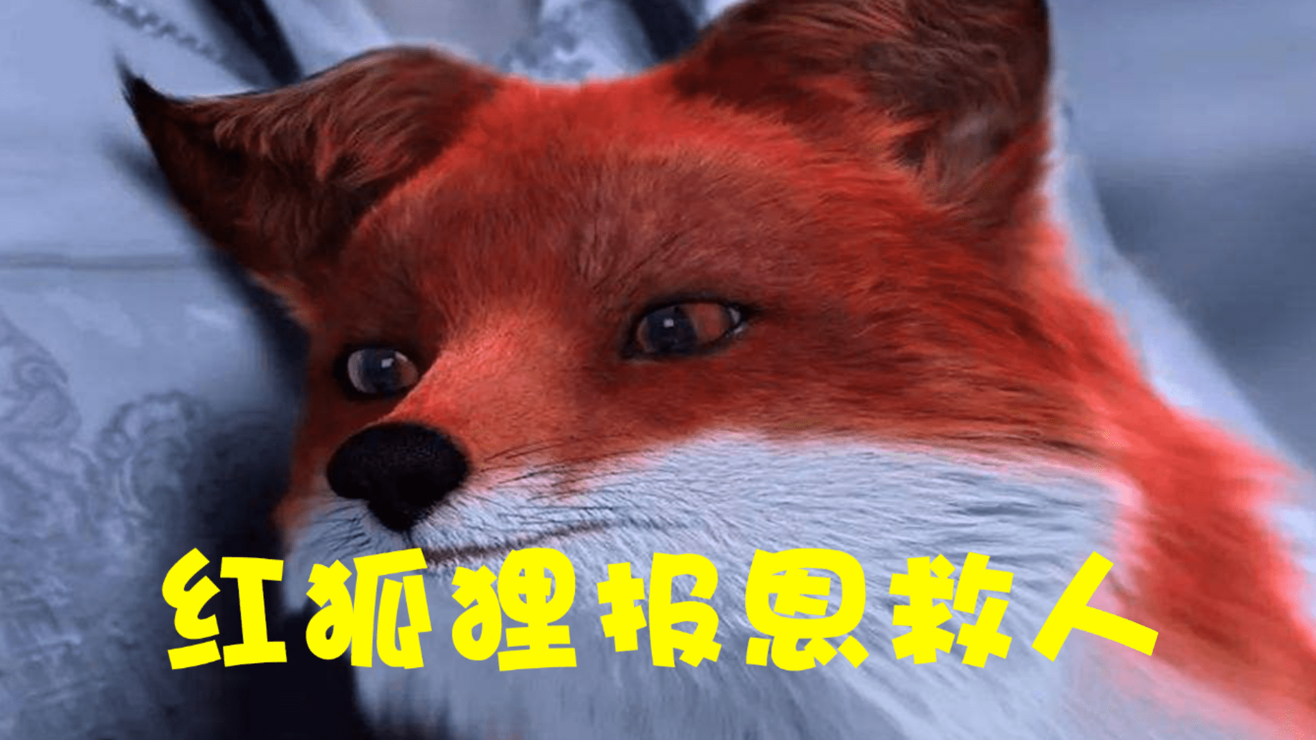 红狐狸报不杀之恩救老爷子命1