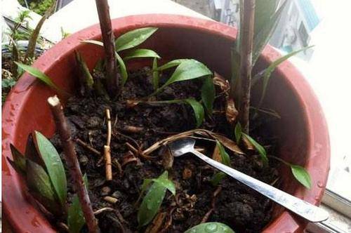 百合花开败后别再丢了教你这样处理来年还能有花赏