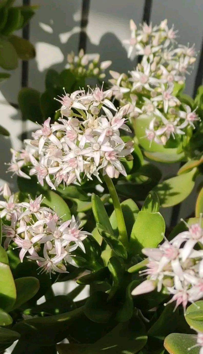 玉树琼花原来真的存在快来看看我家开花的玉树见者有福